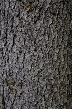 Wood texture background. Bark is the outermost layers of stems and roots of w Stock Photos