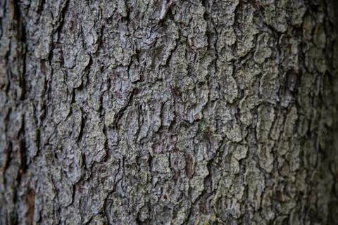 Wood texture background. Bark is the outermost layers of stems and roots of w Stock Photos