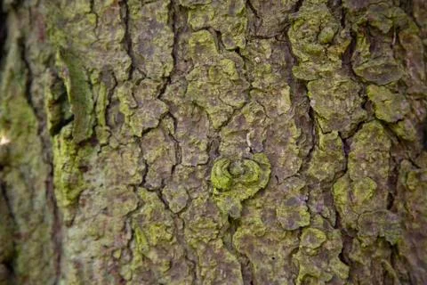Wood texture background. Bark is the outermost layers of stems and roots of w Stock Photos