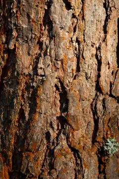 Wood texture background. Bark is the outermost layers of stems and roots of w Stock Photos
