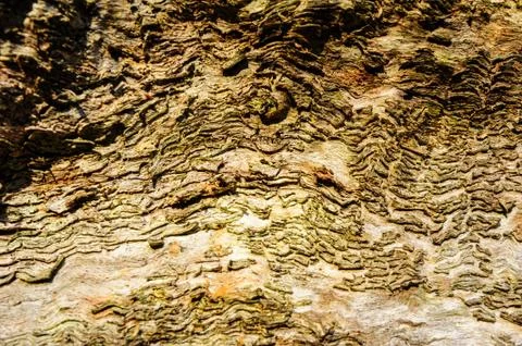 Wood texture background Close-up of old dead wood that is stained and pitted Stock Photos
