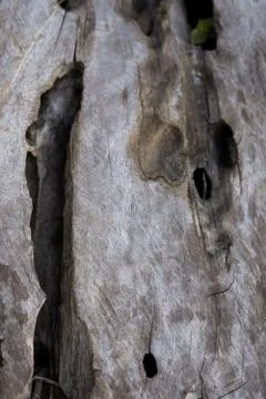 Wood texture background pattern close up Stock Photos