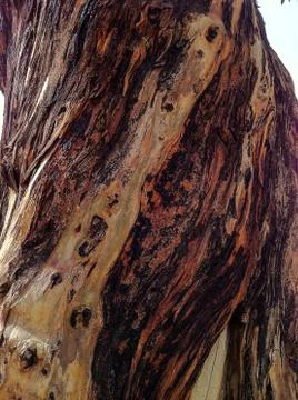 Wood texture background 스톡 사진