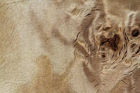 Wood texture background 스톡 사진