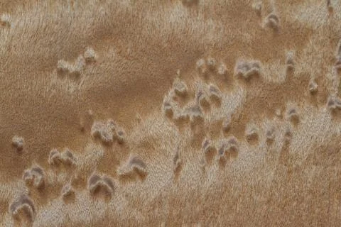 Wood texture background 스톡 사진