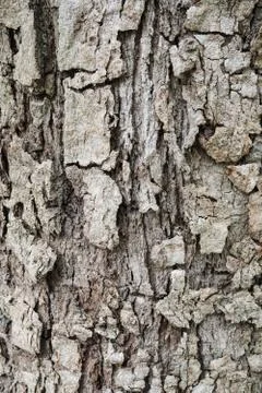Wood Texture background. Foto stock