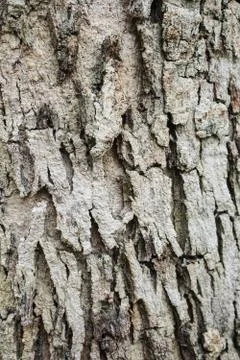 Wood Texture background. Stock Photos