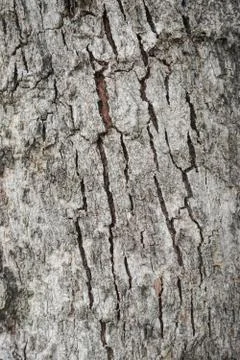 Wood Texture background. Stock Photos