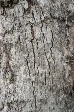 Wood Texture background. Foto stock