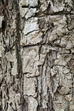 Wood Texture background. Stock Photos
