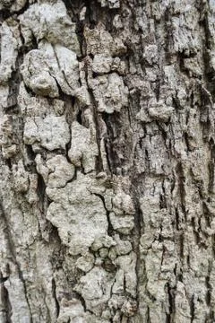 Wood Texture background. Stock Photos
