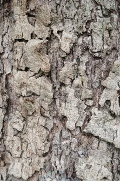 Wood Texture background. Stock Photos