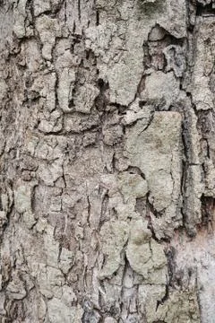 Wood Texture background. Stock Photos