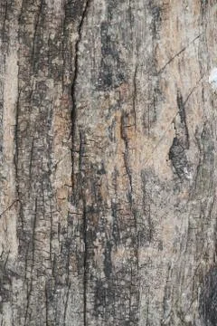 Wood Texture background. Stock Photos