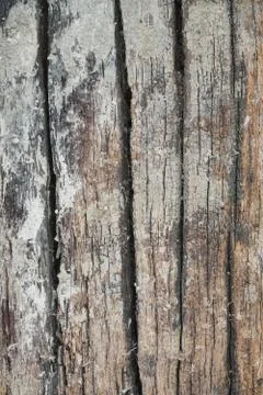 Wood Texture background. Stock Photos