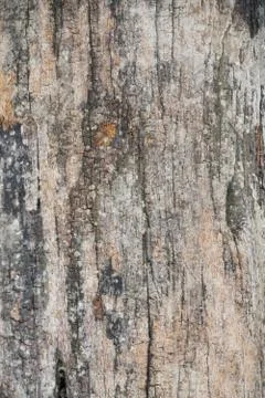 Wood Texture background. Stock Photos