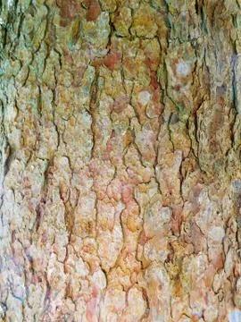Wood Texture Background Stock Photos