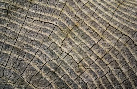 Wood texture background. Stock Photos