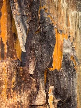 Wood texture background Stock Photos