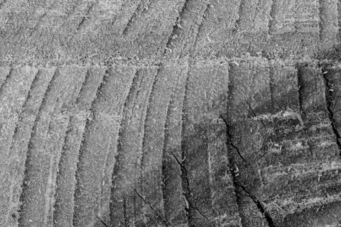 Wood  texture background. Foto stock