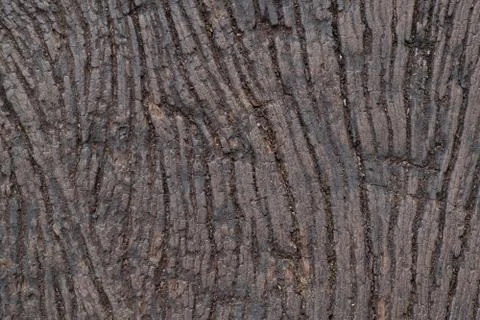 Wood texture. background Stock Photos