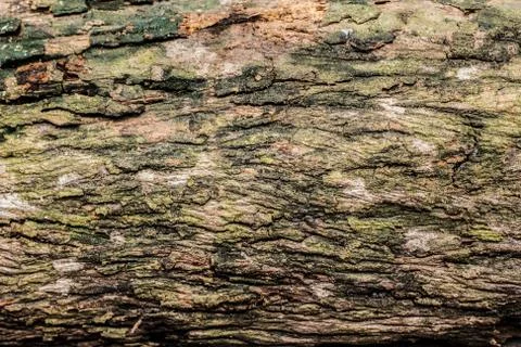 Wood texture background Stock Photos