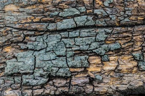 Wood texture background. Stock Photos