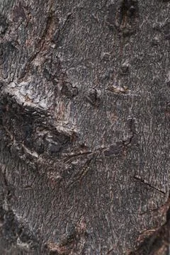 Wood texture background Stock Photos