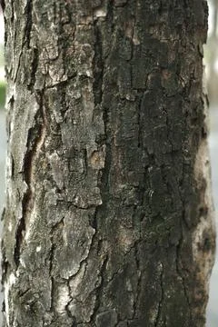 Wood texture for background Foto stock