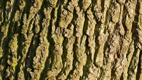 Wood texture, background picture, brown tree bark, shadows, Germany Stock Footage 123219351
