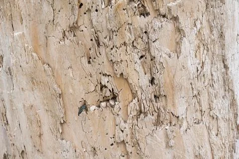 Wood texture background surface old natural pattern Stock Photos