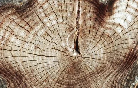Wood texture background, tree trunk cross section Stock Photos