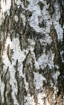Wood texture birch Stock Photos