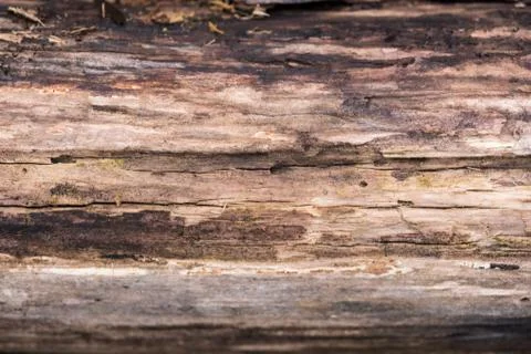 Wood texture. close up. background image Stock Photos