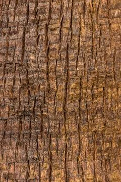 Wood texture. close up brown pine wooden background.Details on the surface of Stock Photos