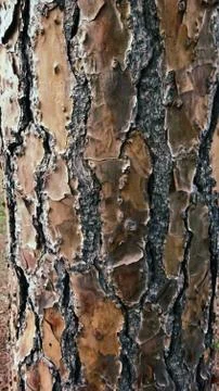 Wood Texture Close Up Stock-Fotos