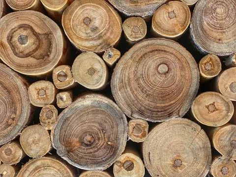 Wood texture close up 写真素材