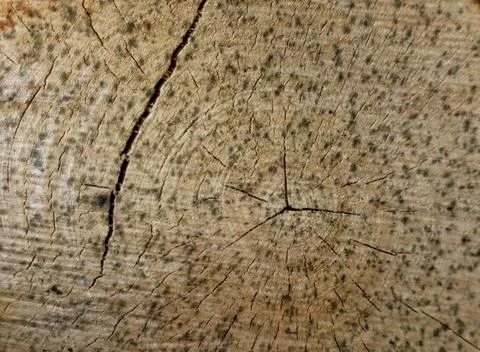 Wood texture close up Stock Photos