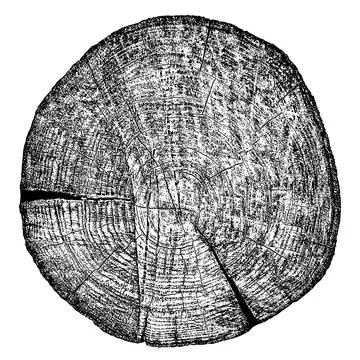 Wood texture cross section of tree rings イラスト素材