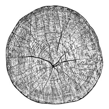 Wood texture cross section of tree rings Stock Illustration