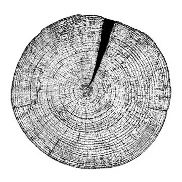 Wood texture cross section of tree rings Stock Illustration