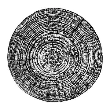 Wood texture cross section of tree rings Illustrazione stock