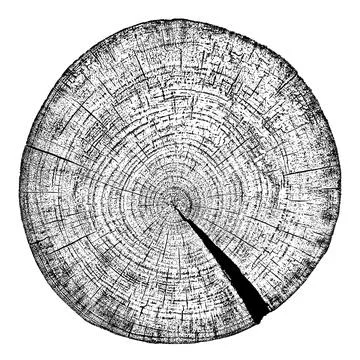 Wood texture cross section of tree rings 스톡 일러스트