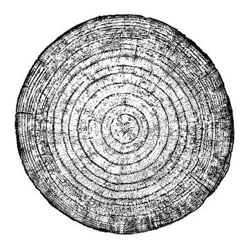 Wood texture cross section of tree rings 스톡 일러스트
