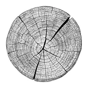 Wood texture cross section of tree rings Stockillustratie