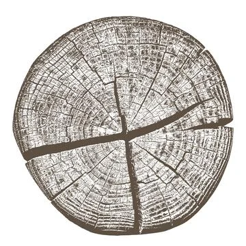 Wood texture cross section of tree rings 스톡 일러스트
