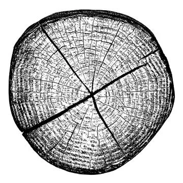 Wood texture cross section of tree rings Stock Illustration