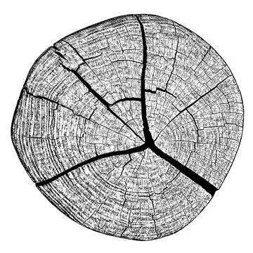 Wood texture cross section of tree rings Stock Illustration