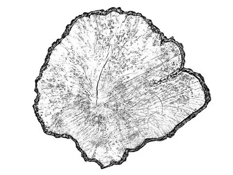 Wood texture cross section of tree rings Stock Illustration