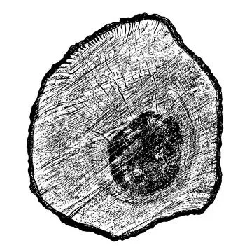 Wood texture cross section of tree rings Stock Illustration